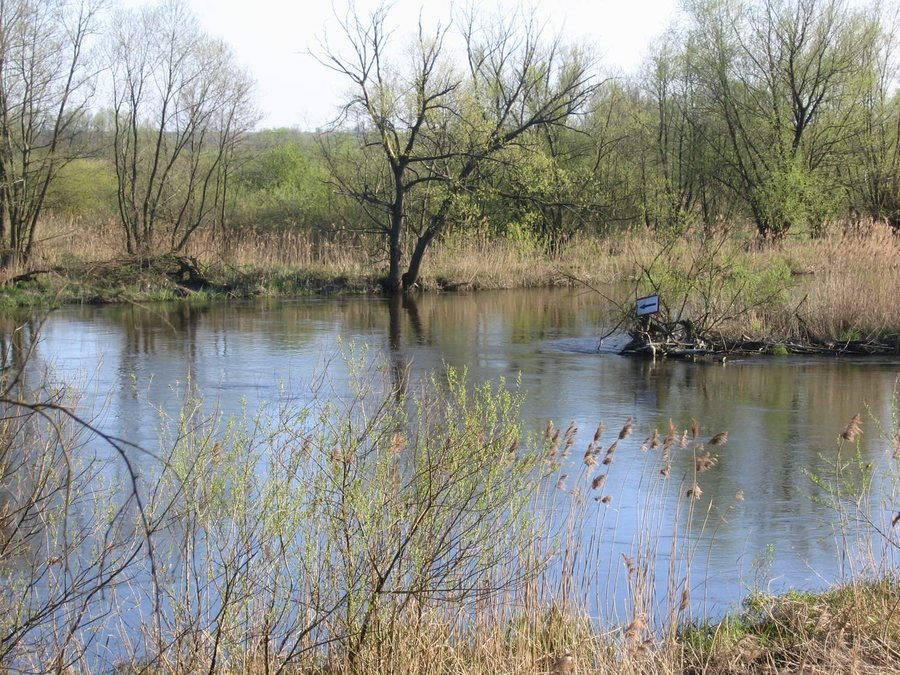 Warta in Nadwarciański Landscape Park, Lądek, Słupca County