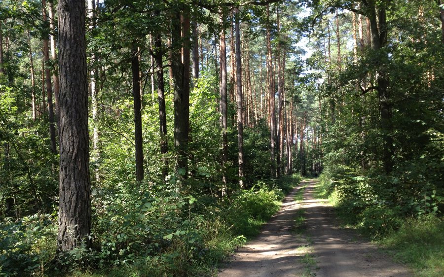 Bike trail between Grabacz and Kopaniarze - panoramio (1)