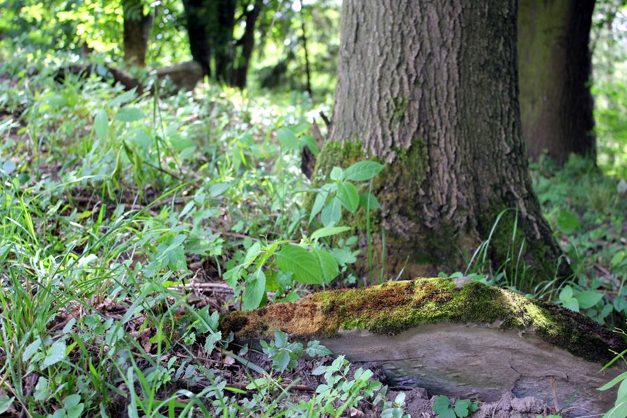 Old Jewish Cemetery in Frysztak