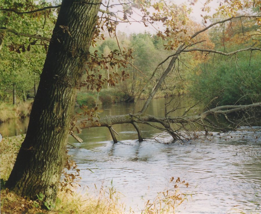 File:POL SŁupia (rzeka) Bydlino-2.jpg