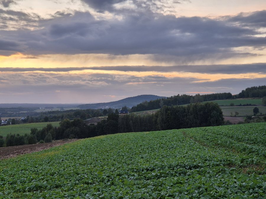 File:Góra Perzowa (Góry Świętokrzyskie) widok z Widomej.jpg