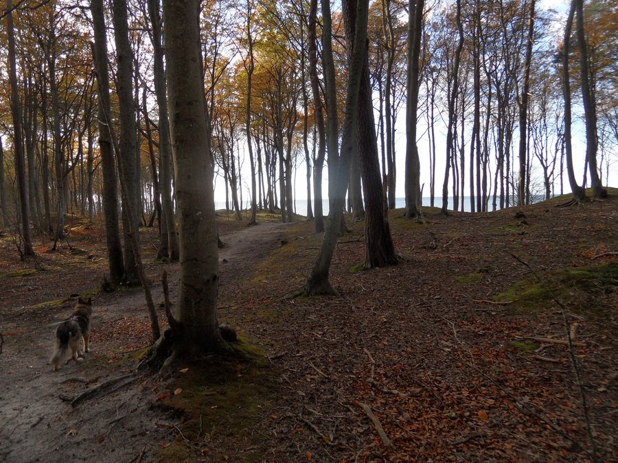 File:POL Poddąbie 3.jpg