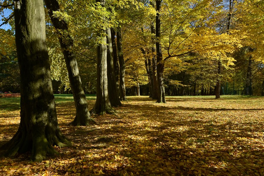 File:Tyczyn, pałac Wodzickich (HB12).jpg