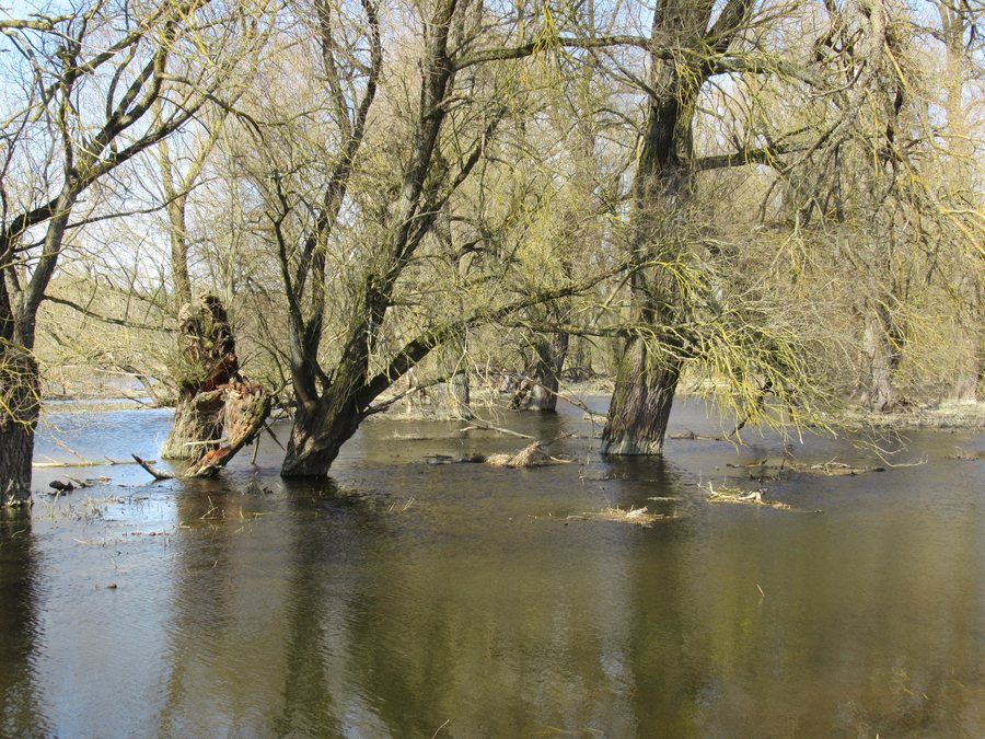 File:Pratulin--21hegexv.jpg