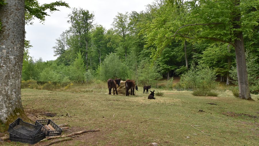 File:Strzelinko, Dolina Charlotty (HB6).jpg
