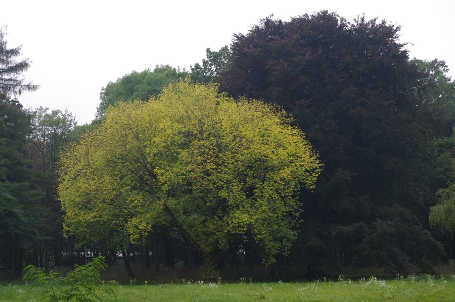 File:Wieniec, Park przy pałacu.JPG