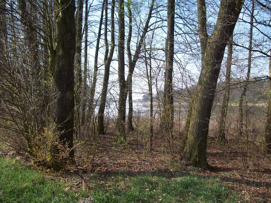 File:Jezioro Swiesz-widok z lasu od strony wsi Lubsin.JPG