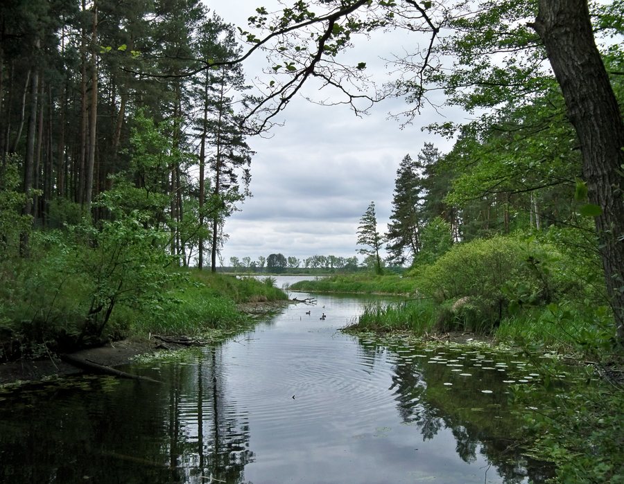 File:Odnoga jeziora zegrzyńskiego jachranka.jpg
