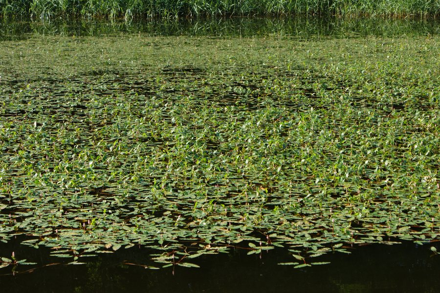 Persicaria amphibia, community in a pond near Barnówko by Myślibórz (NW Poland)